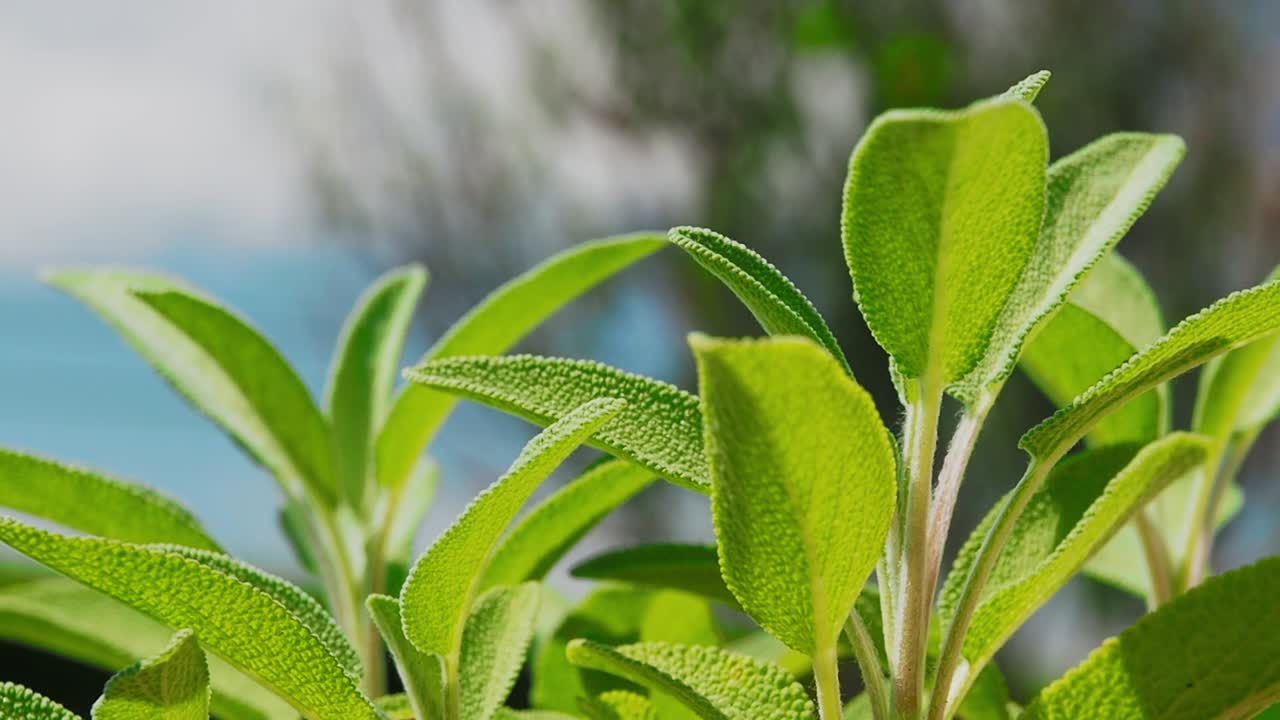 la planta de salvia es una hierba maravillosa para el té y para uso médico