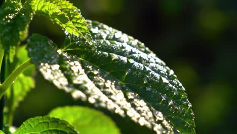 close-up of dewy green leaves captured in natural light, showcasing the beauty of nature's water drops collecting on leaf surfaces