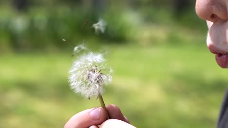 SLO-MO:-Close-up-of-a-young-Caucasian-boy-blowing-part-of-a-dandelion-in-a-sunny-green-lawn