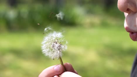 slo-mo: 맑은 녹색 잔디밭에서 민들레의 일부를 불고 있는 어린 백인 소년의 클로즈업