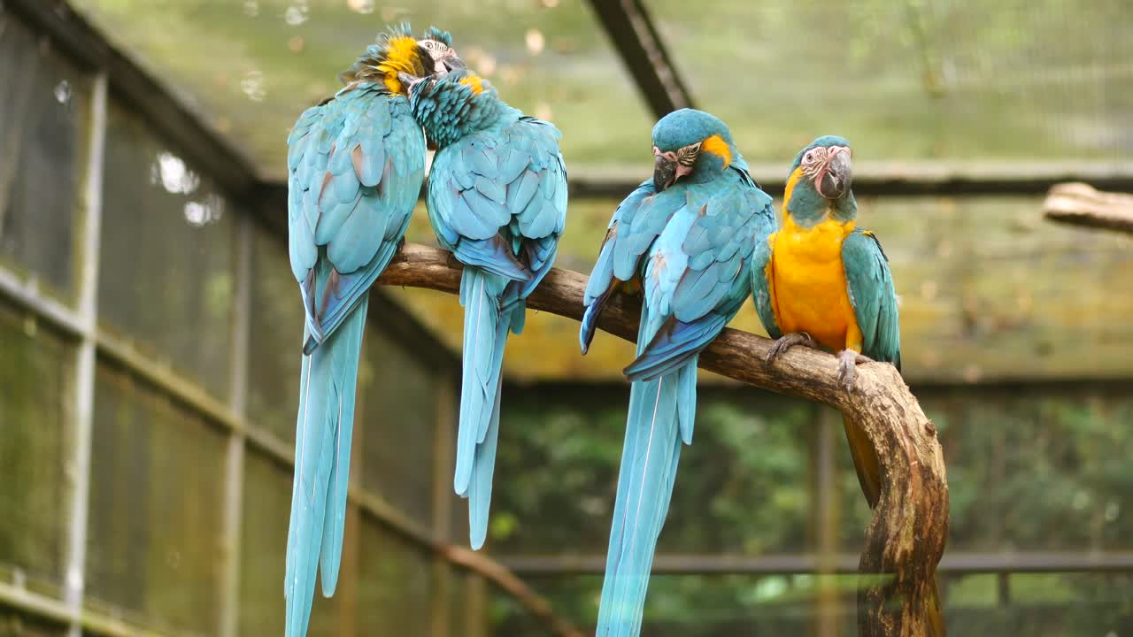 loro guacamayo azul y dorado en el zoológico de singapur