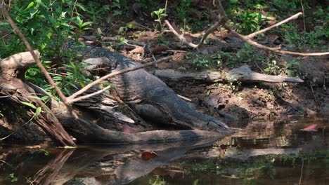 Visto-Agua-Potable-En-Un-Arroyo,-Monitor-De-Agua-Asiático,-Varanus-Salvator,-Parque-Nacional-Khao-Yai,-Patrimonio-Mundial-De-La-Unesco,-Tailandia