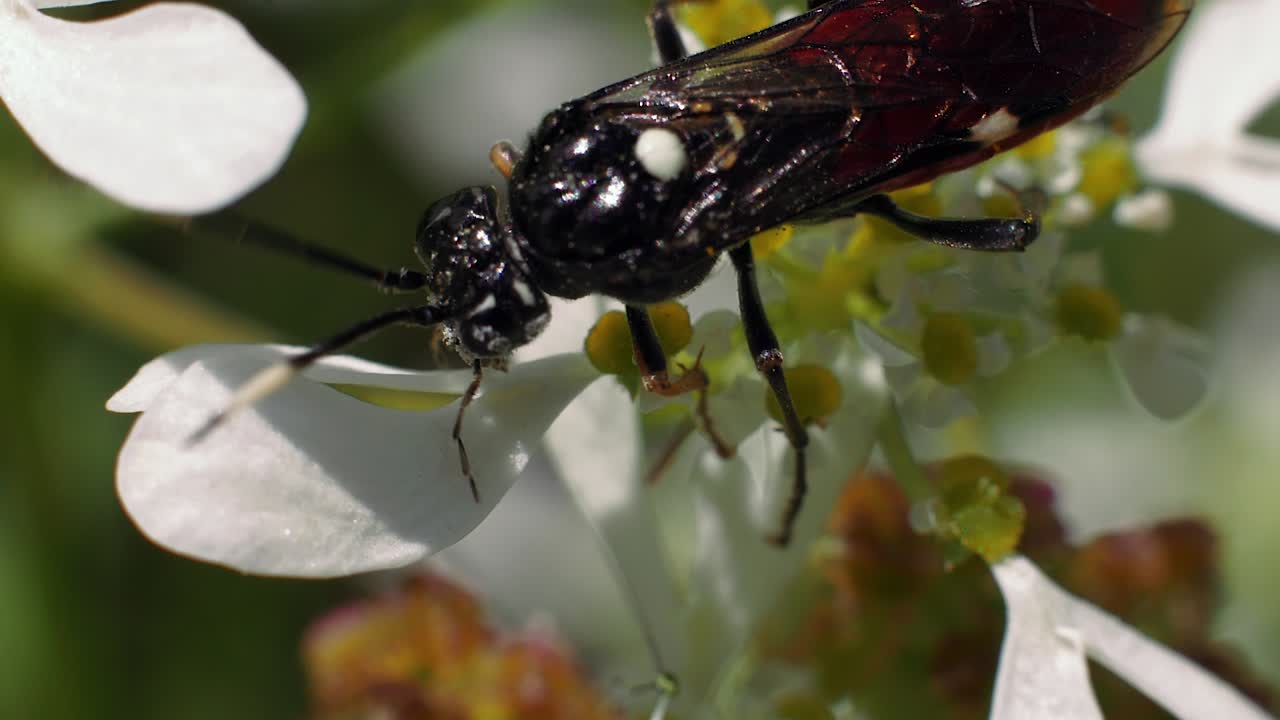 vista extrema de cerca sobre la mosca negra arrastrándose sobre flores blancas y amarillas