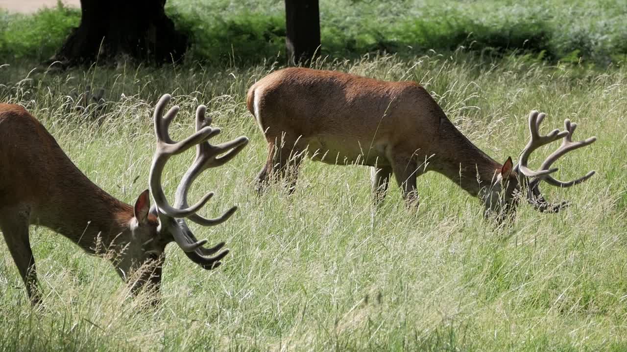 perfil de primer plano de dos magníficos ciervos rojos comiendo hierba en un día soleado de verano en richmond park, londres