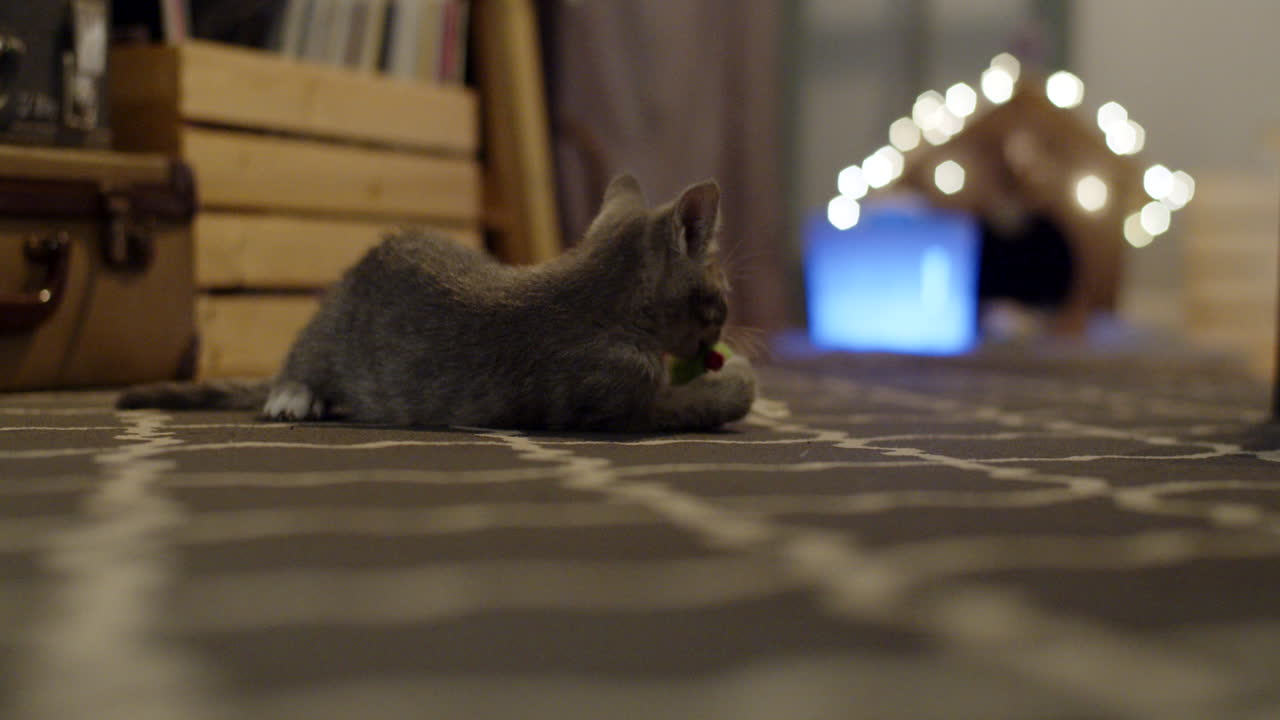 A small, light grey domestic short hair kitten playing with a toy on a living room carpet. The kitten is very playful and frantic. He moves a lot and seems to be enjoying himself. 4K