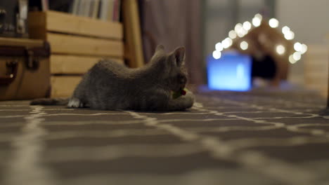 a small, light grey domestic short hair kitten playing with a toy on a living room carpet. the kitten is very playful and frantic. he moves a lot and seems to be enjoying himself. 4k