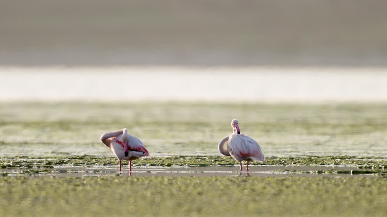 The Greater Flamingos in Lake