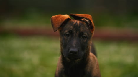 portrait of adorable peaceful young belgian malinois dog in park facing camera, brown and black dog face head, shallow depth of field