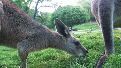 young kangaroo eating grass in a zoo - closeup shot, slow motion