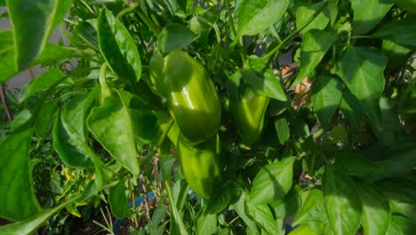 pimientos verdes que crecen en una planta