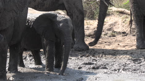 close up of young elephant moving trunk in a mud wallow