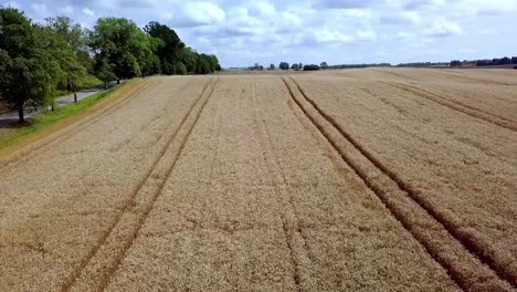 rye field aerial shot