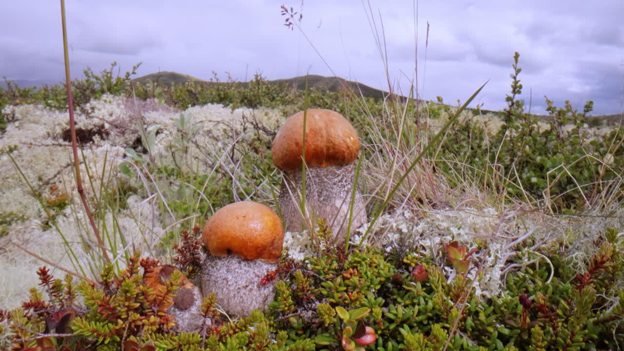 hermoso hongo boletus edulis en el musgo de la tundra ártica. hongo blanco en la hermosa naturaleza paisaje natural de noruega. temporada de hongos.