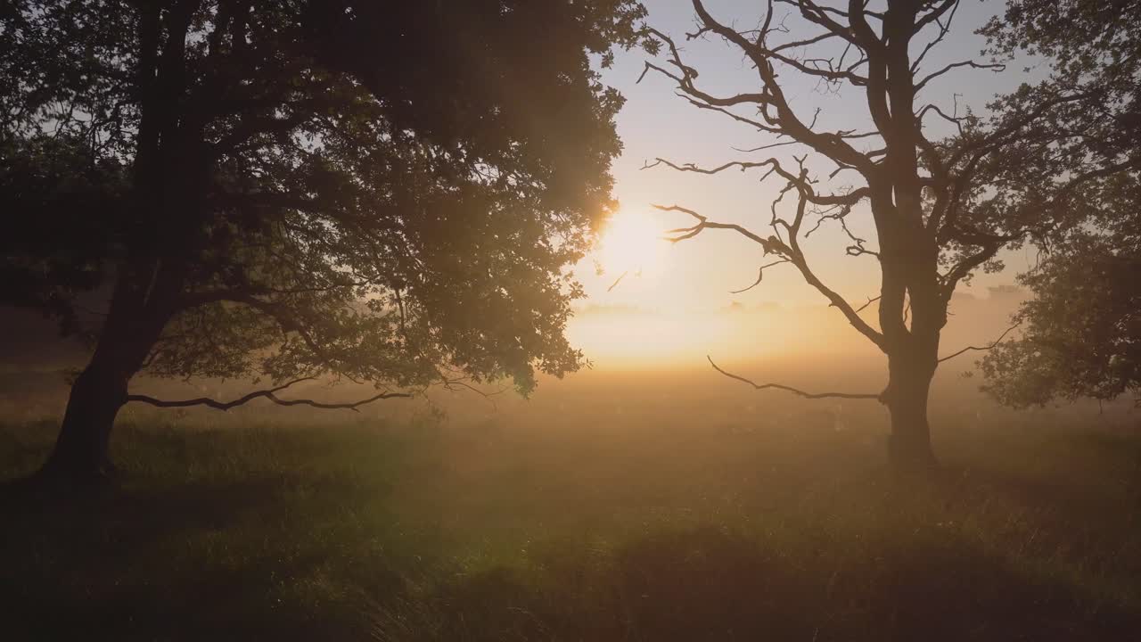 Sunrise in a Misty Forest
