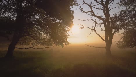 sunrise in a misty forest