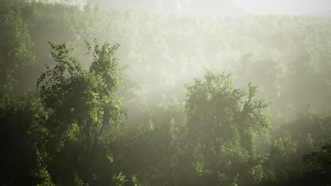 morning mist envelops a serene forest landscape during sunrise