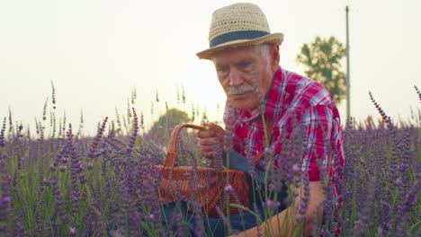 Hombre-Mayor-Abuelo-Granjero-Recogiendo-Flores-De-Lavanda-En-El-Jardín-De-Hierbas-De-Verano,-Negocio-Ecológico-Agrícola