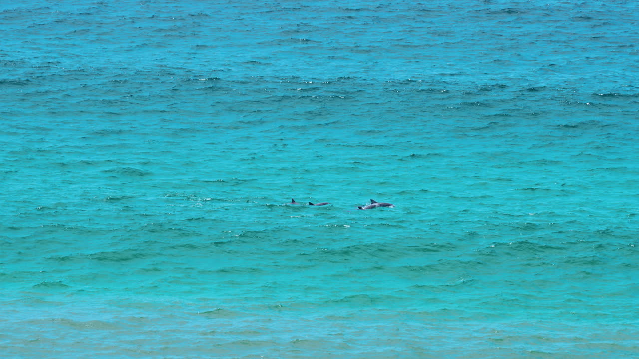 돌고래 떼가 호주의 해변 바다에서 헤엄치고 있다