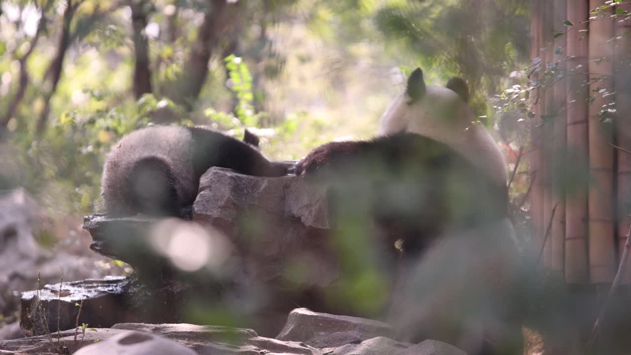 A young panda being playful with its mother at the Chengdu Panda Research Center in China