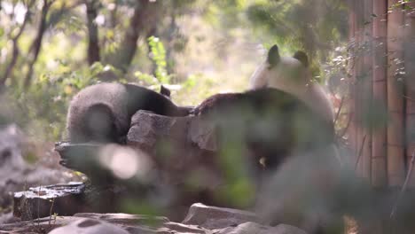 a young panda being playful with its mother at the chengdu panda research center in china