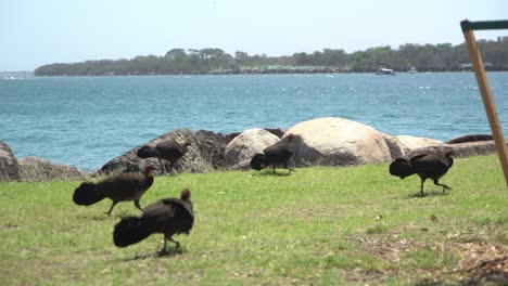 group of wild turkeys walking past when one splits up by the ocean