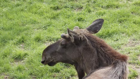 Closeup-Of-An-Alaskan-Moose-On-Grass-Field