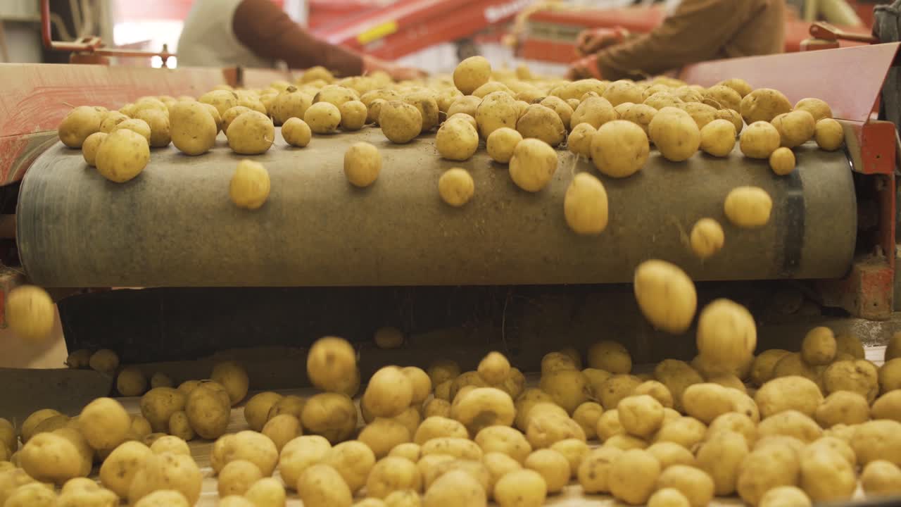 감자  ⁇ 어리가 컨베이어에서 흘러나오고 있습니다.