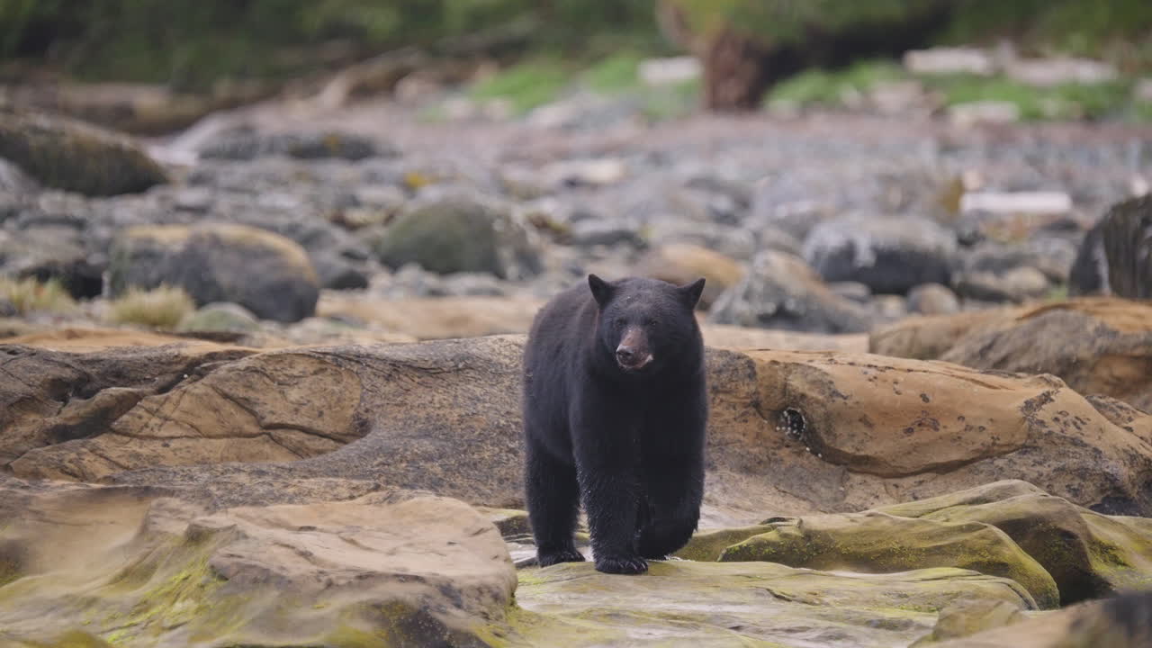 Beruang hitam berjalan di sepanjang sungai dan pantai mencari ikan salmon untuk dimakan sebelum hibernasi di British Columbia, Kanada