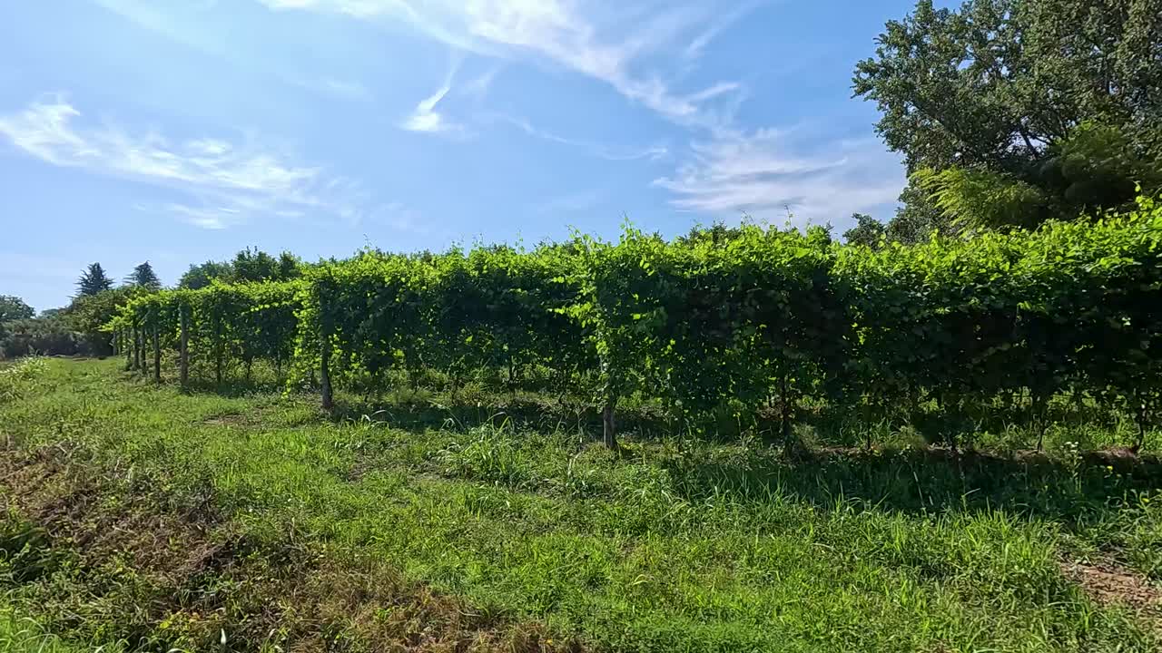 un viñedo exuberante bajo un cielo azul claro