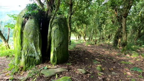 video of a stone split in half by a tree that was born in the middle of the stone