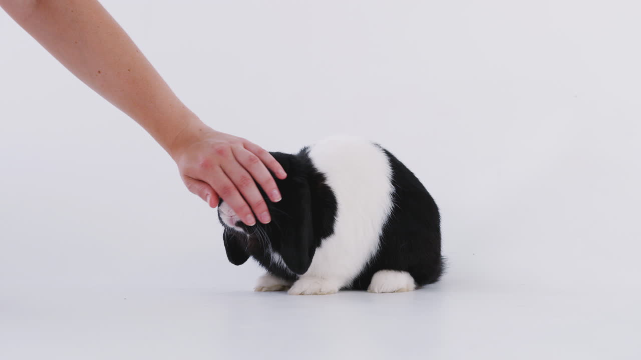 ⁇ 색 배경 에 어린아이 를  ⁇ 는 소형 흑백 플롭 귀 토끼 의 클로즈업