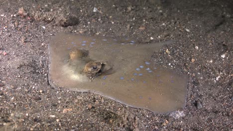 bluespotted stingray lying on sand at night in the philippines