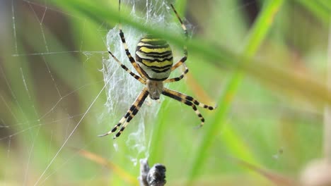 araña venenosa está colgando en su red, ubicada en la hierba durante el día soleado