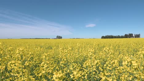 canola field with hut in the middle