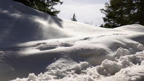 snow-blanket nature on the mountains of berchtesgaden national park in germany. close-up shot