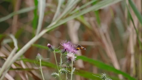 burnt-spot hummingbird hawkmoth collects nectar in thistle flower in summer