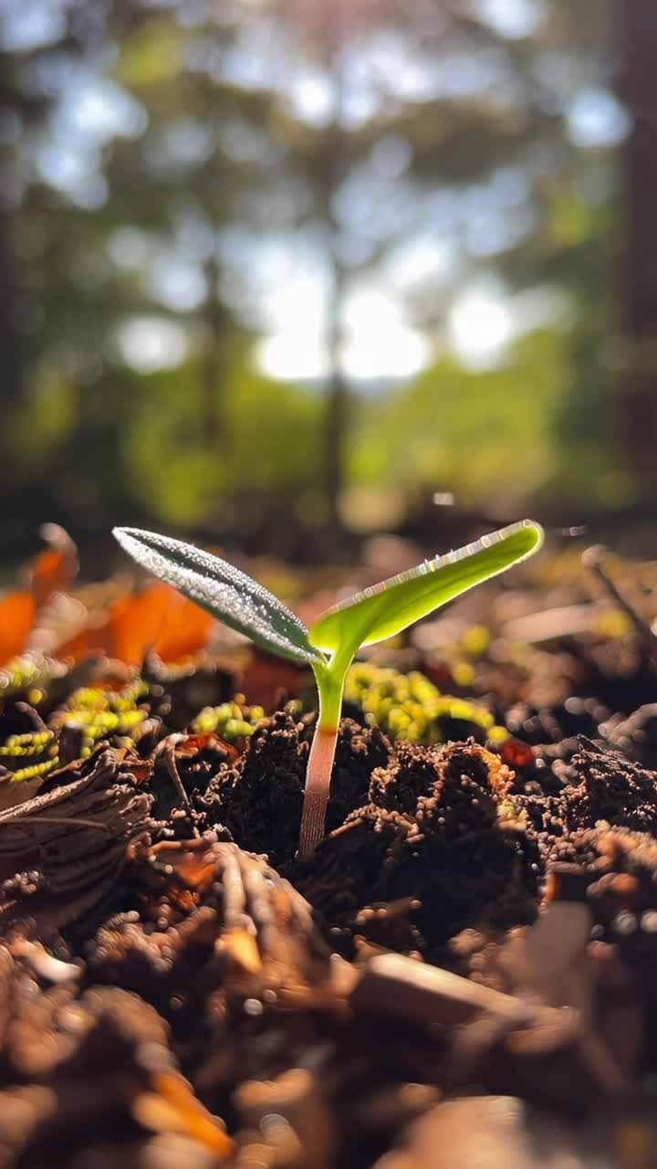 Close-up video angle of a sprouting seedling in a sunlit forest, capturing growth and nature's