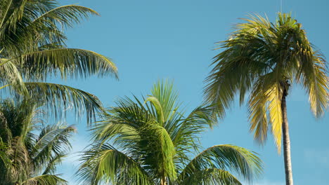 tropical palm leaves swaying against a clear blue sky on calm sunny day at tropical weaher - slow zoom out