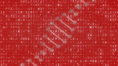 animación de codificación binaria y cadena de adn sobre fondo rojo
