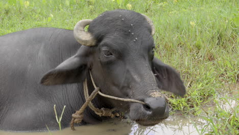 Búfalo-Indio-Pastando-En-Arrozales-Y-Tierra-Húmeda-Con-Hierba