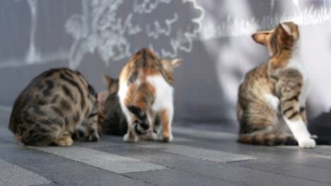 cute cats sitting in a row