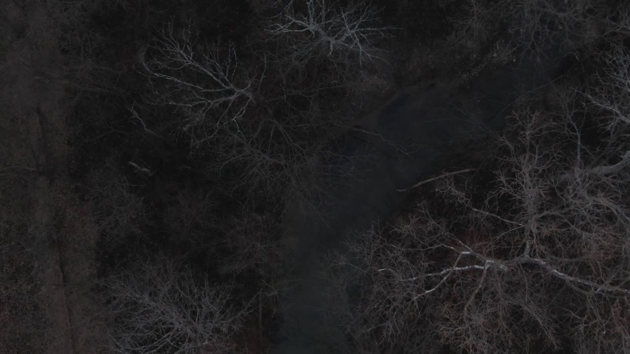 dolly de arriba hacia abajo sobre un bosque en invierno