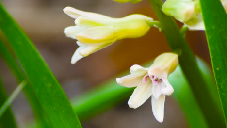 yellow hyacinth slow motion shot