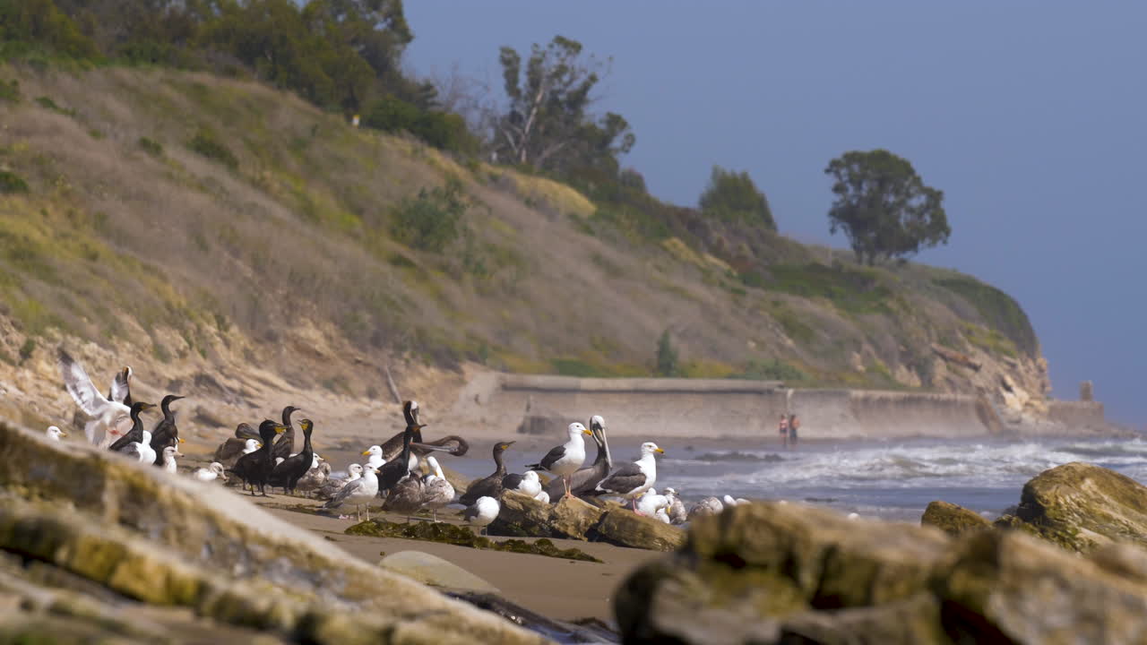 grupo de pelícanos y gaviotas se reúnen en las rocas de la playa con vistas al océano