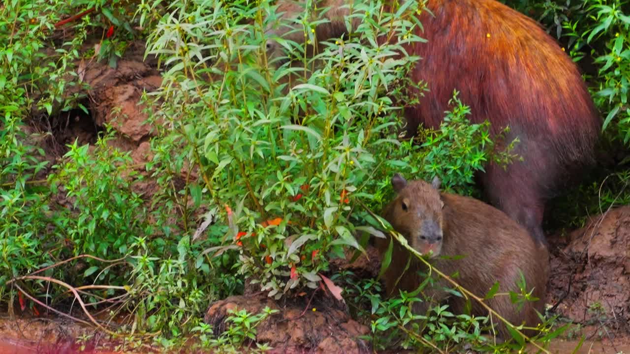 Nærbillede af kapivarer i deres frodige grønne habitat, der viser dyrelivets skønhed.