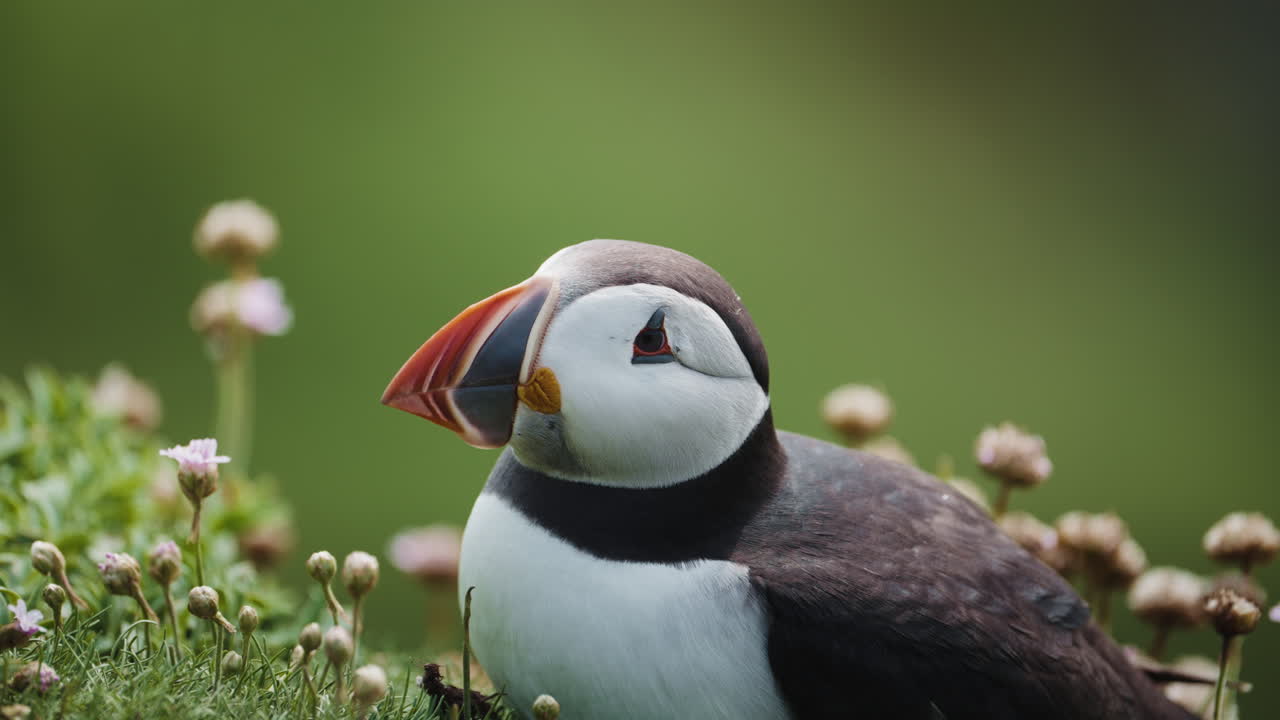 Close up of puffin's face in profile while laying down, calm moment in nature