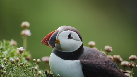 close up of puffin's face in profile while laying down, calm moment in nature