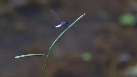 perched on a blade of grass at the pond, flies away and returns, pond adjutant, aethriamanta gracilis, thailand