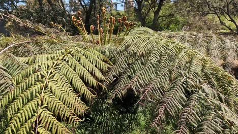 close up of giant fern tree plant leaves in spring, australia