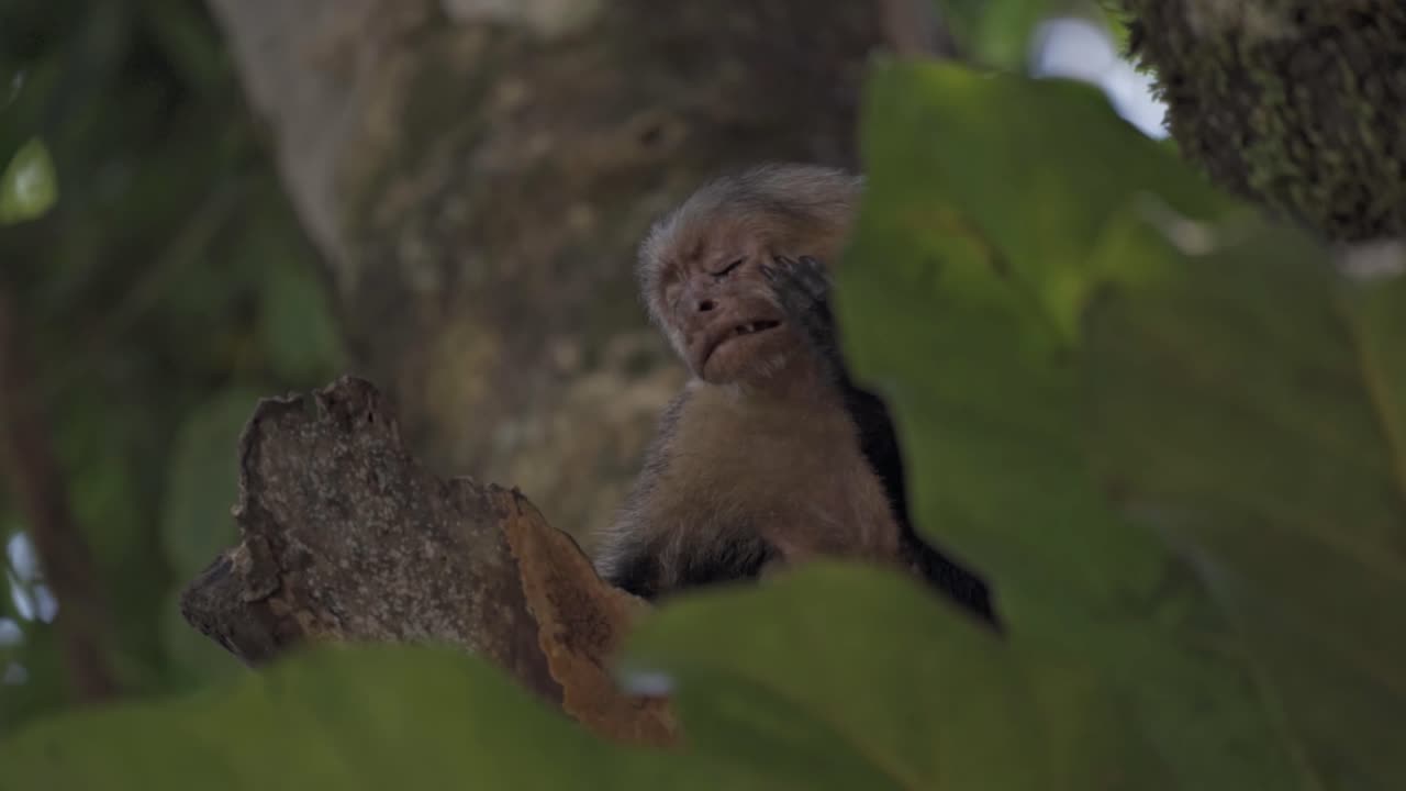 A white-faced capuchin monkey gently touches its face while resting in the leafy canopy of Manuel Antonio National Park, Costa Rica